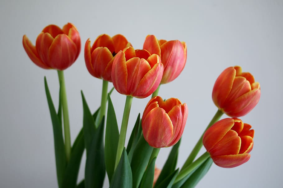 tulips, flowers, spring, nature, bloom, plant, petal, orange HD wallpaper