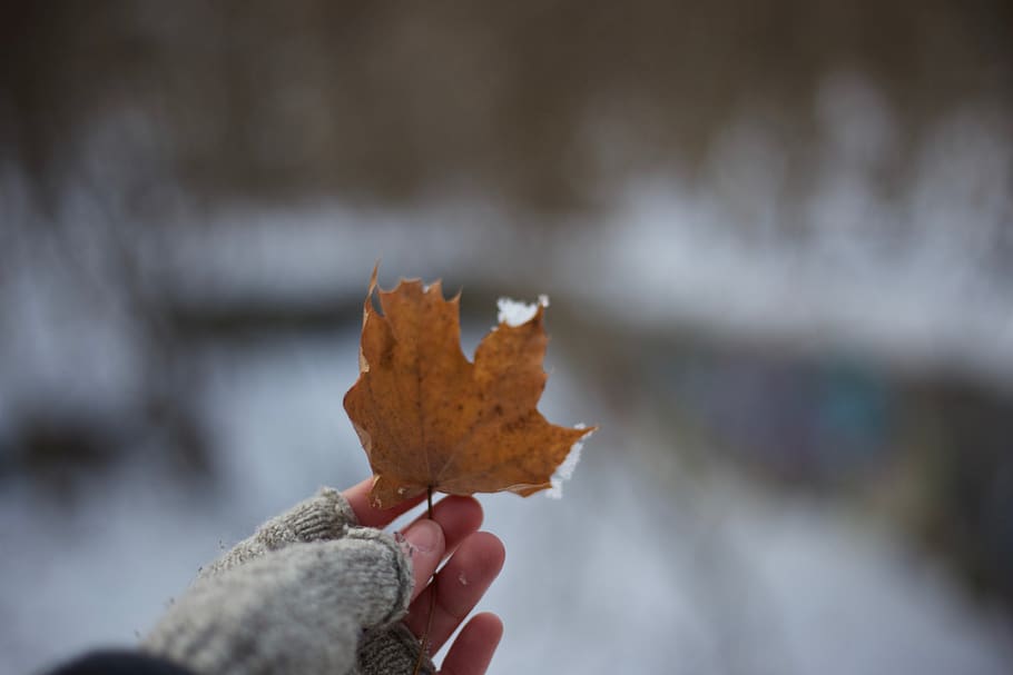 leaf, snow, gloves, hand, upclose, winter, holdingleaf, bocca HD wallpaper