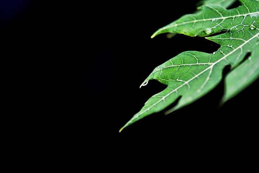 tree, leaf, green, vein, line, live, black, background, blur HD wallpaper