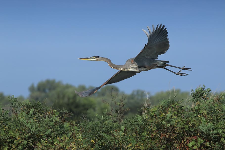 animal wildlife, animals in the wild, bird, flying, animal themes HD wallpaper