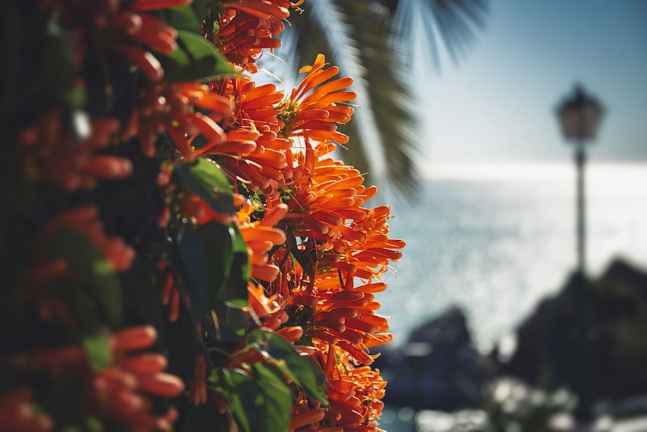flower, macro, orange, see, coast, blossom, plant, nature, summer HD wallpaper