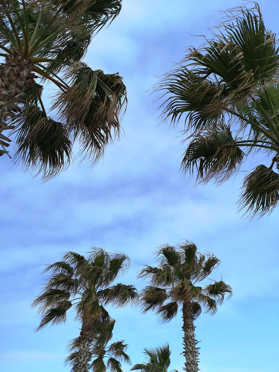 palm, tree, green, leaves, holiday, travel, beautiful, sky HD wallpaper