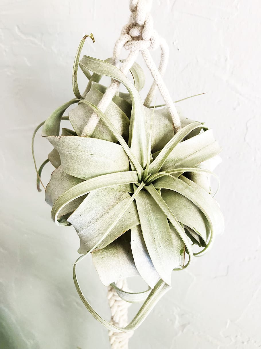 plant, indoors, no people, close-up, nature, beauty in nature HD wallpaper