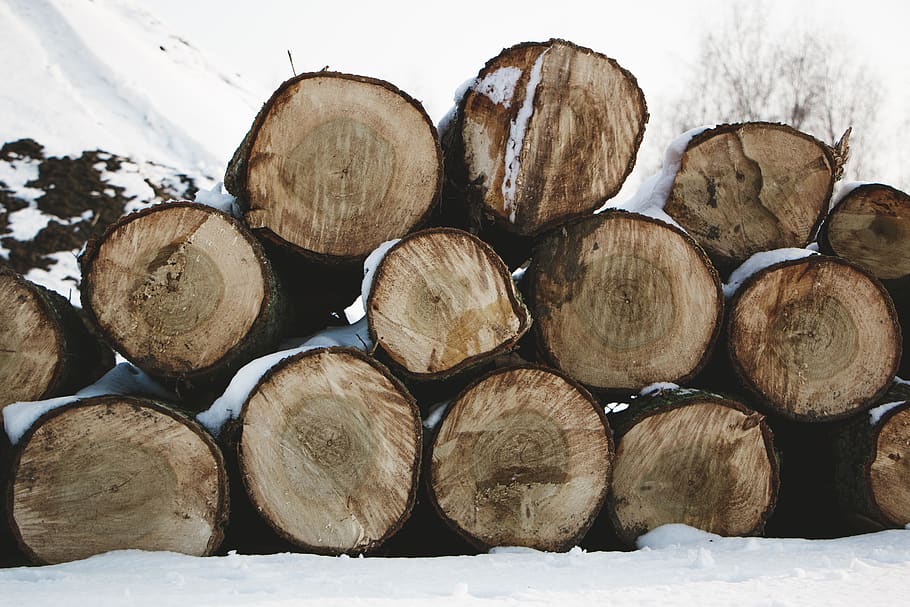 trees, loggs, forest, winter, snow, white, nature, cold, weather HD wallpaper