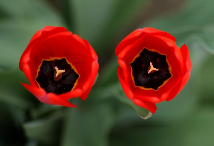 tulips, two, red, flower, plant, spring, supplies, nice, flowering plant HD wallpaper
