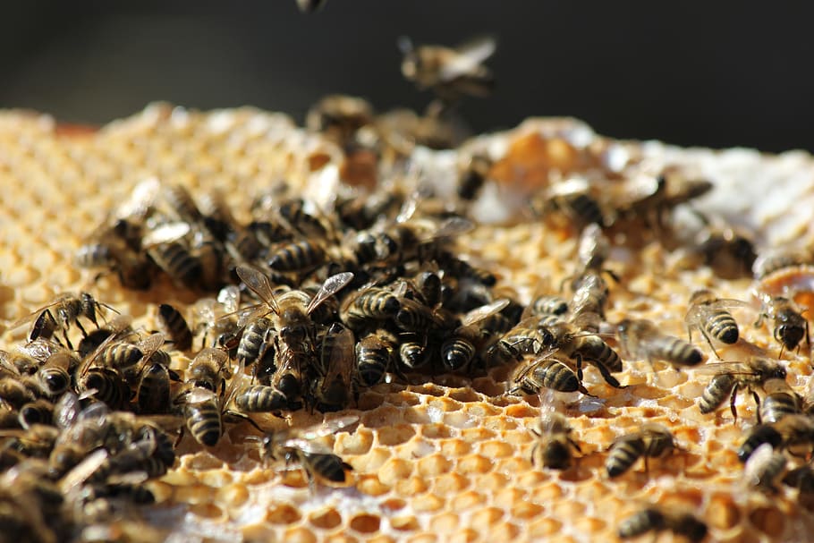 bees, honeycomb, beekeeping, close up, beeswax, flying, honeycomb structure, HD wallpaper