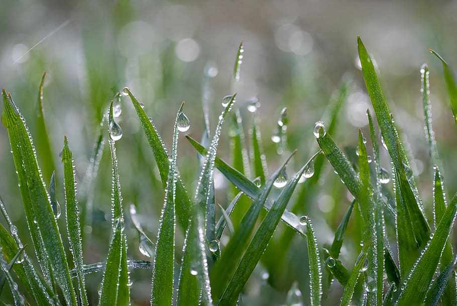 grass, dew, nature, meadow, green, water, close up, drop of water