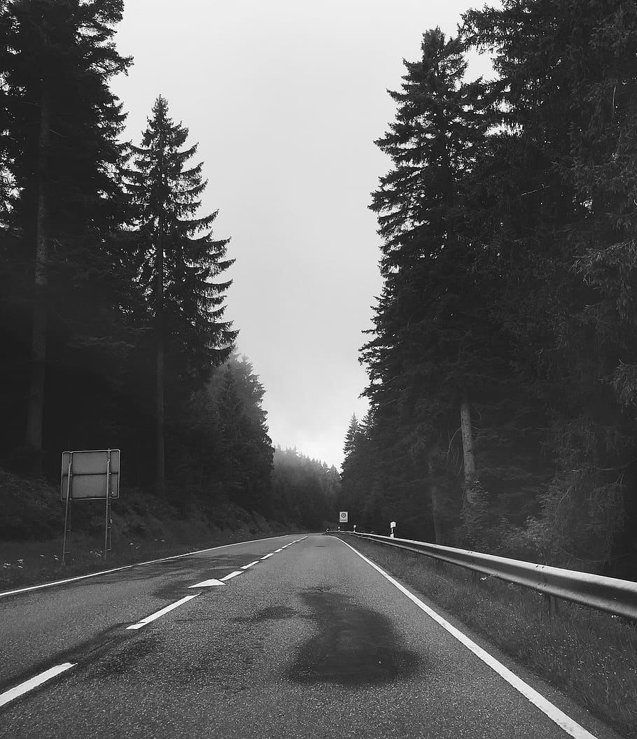 germany, black forest, tree, road, transportation, plant, sign HD wallpaper