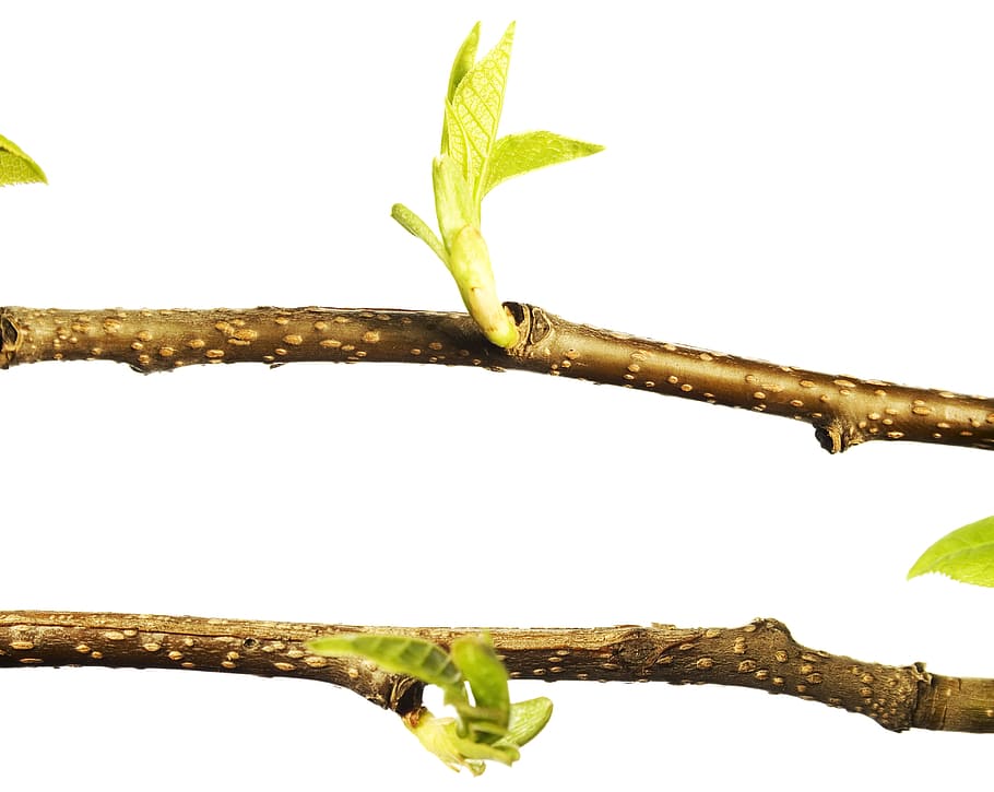 branch, tree, leaf, green, white, plant, isolated, growth, nature HD wallpaper