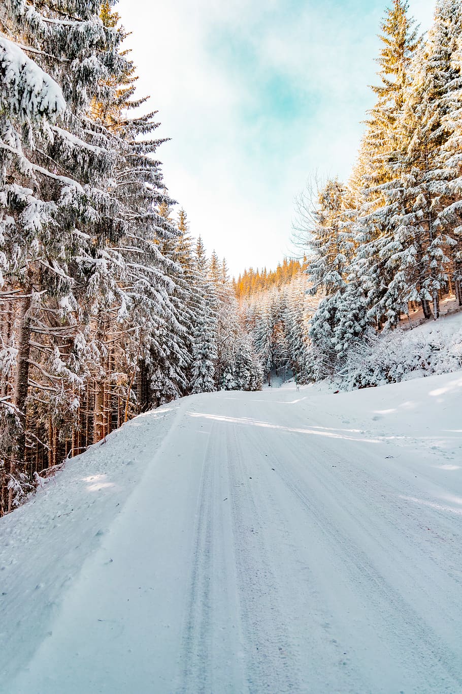 pine trees covered with snow, plant, abies, fir, nature, outdoors HD wallpaper