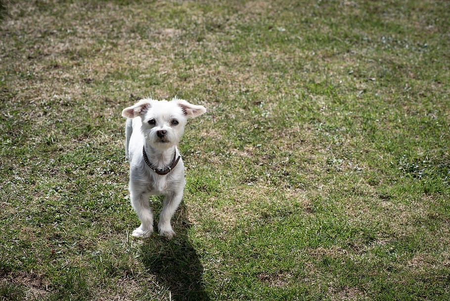 dog, white, small, pet, animal, garden, meadow, grass, out HD wallpaper