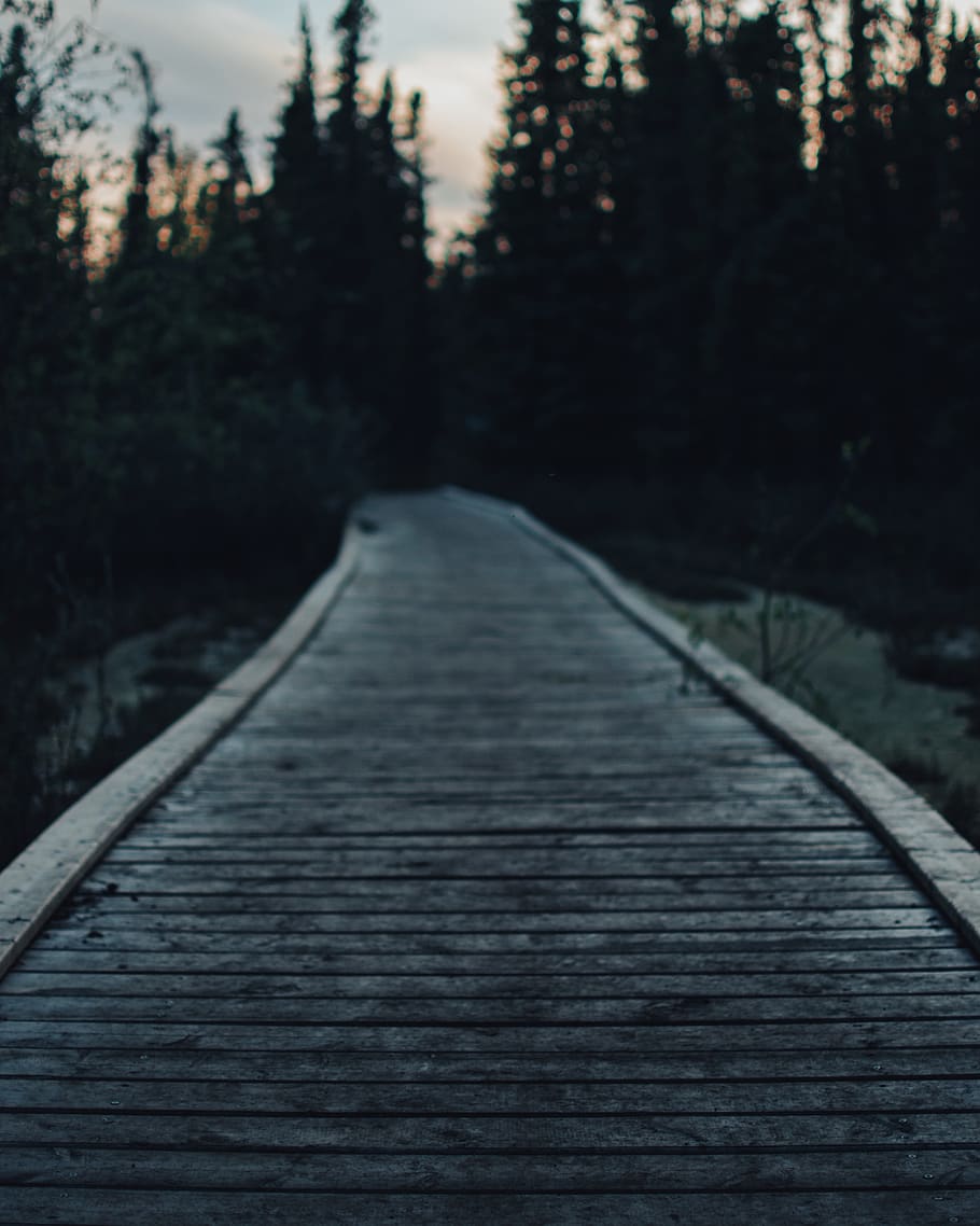 trail, trees, bokeh, adventure, sunset, boardwalk, dark, light