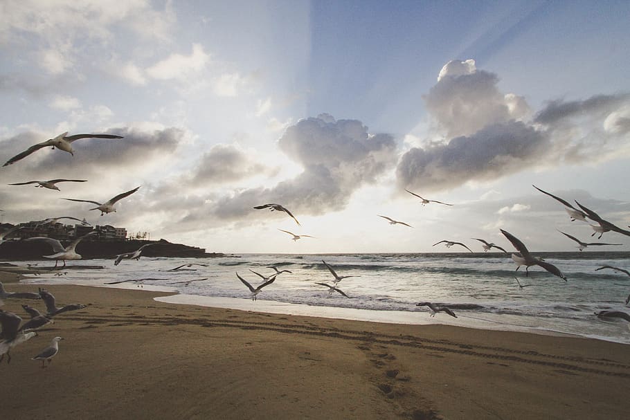 water, rain, stormy, cloudy, australia, sand, sea, seagulls HD wallpaper