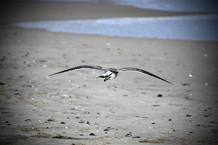 bird, gull, seagull, flying, animal, wings, nature, feather HD wallpaper