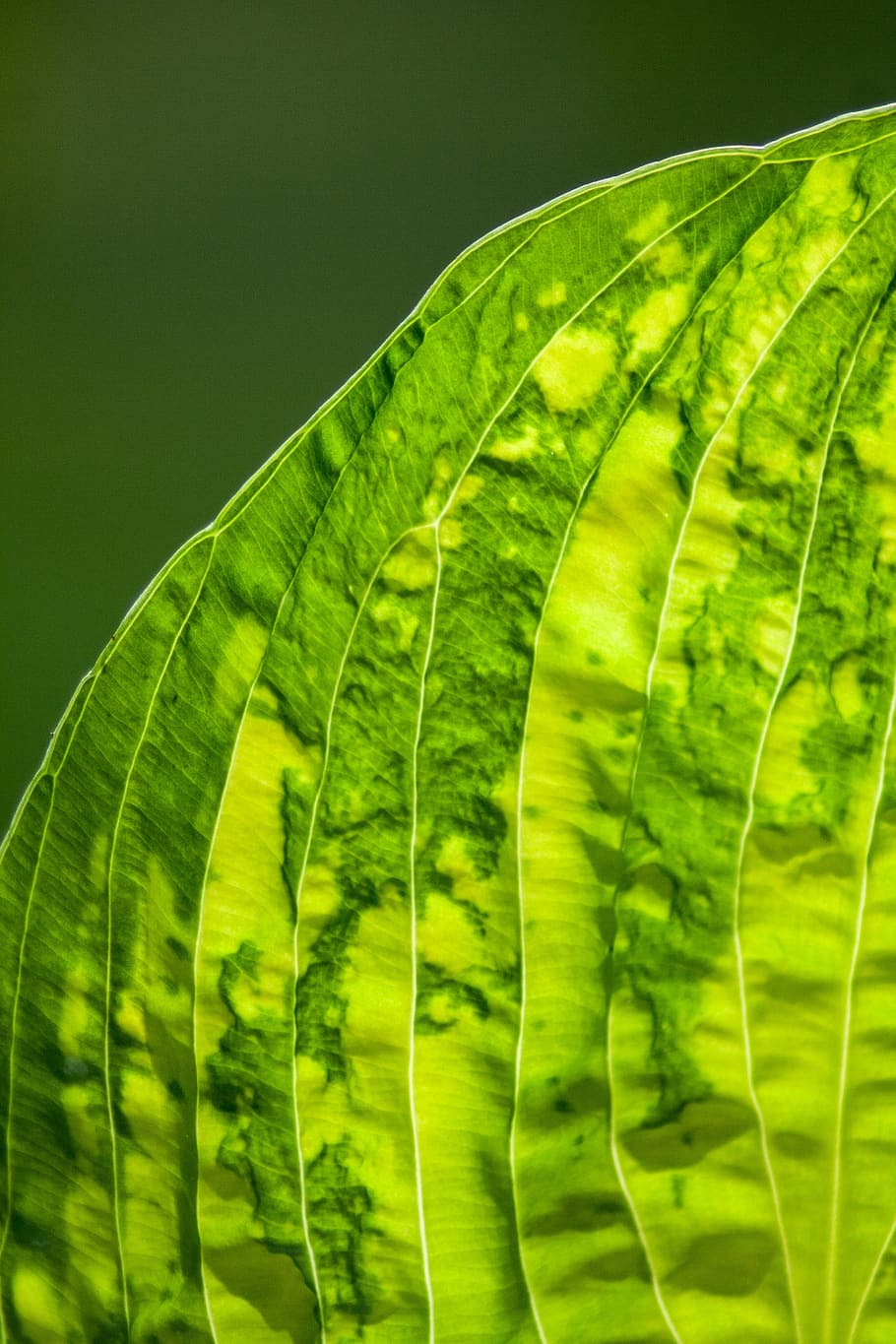 leaf, leaf veins, green, nature, leaves, plant, close up, bright, HD wallpaper