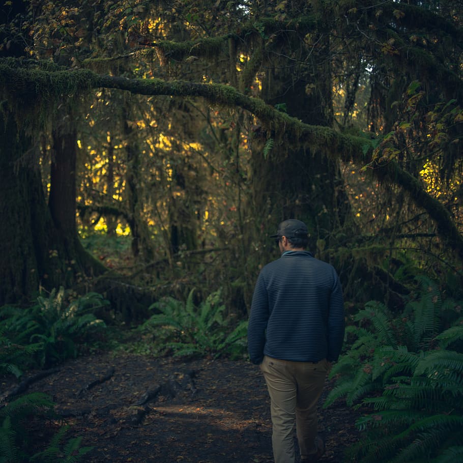 man walking at the forest, tree, plant, one person, standing HD wallpaper