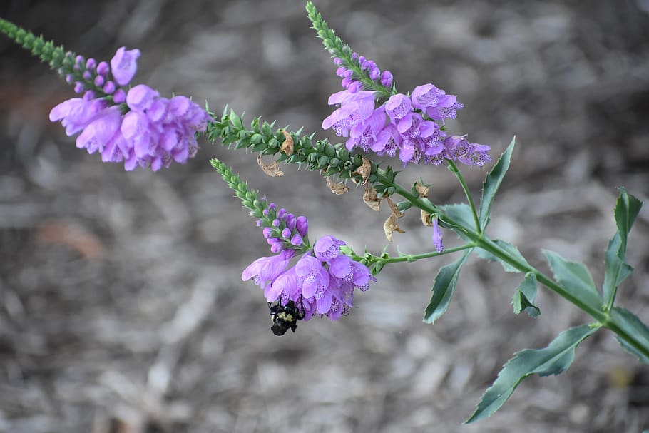 bee, pollen, nectar, nature, bloom, blossom, garden, plant HD wallpaper