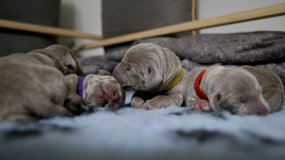 four gray puppies sleeping, canine, mammal, animal, dog, pet HD wallpaper