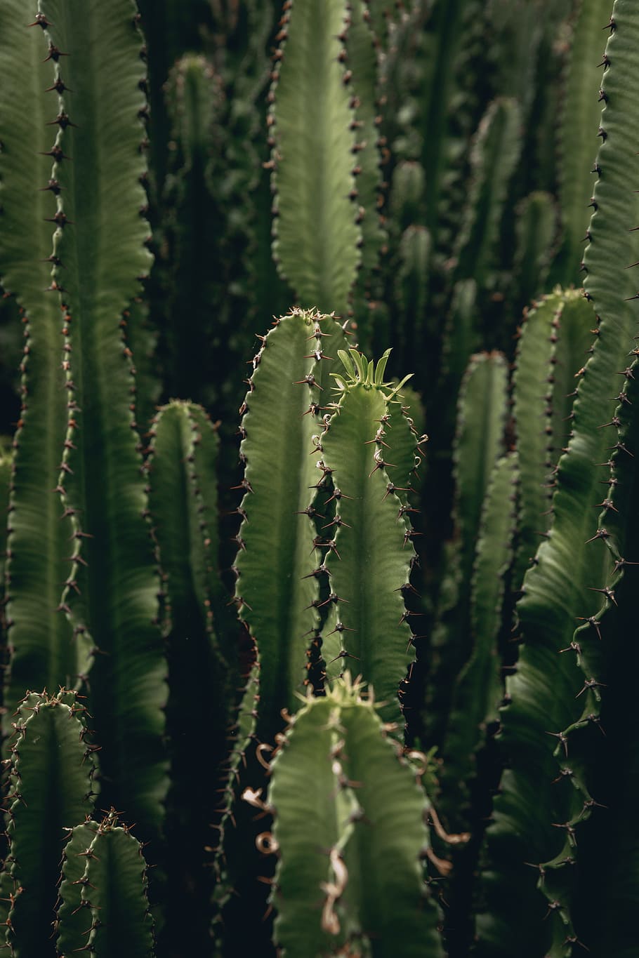 green cactus plants, cacti, thorn, prickle, close up, detail HD wallpaper