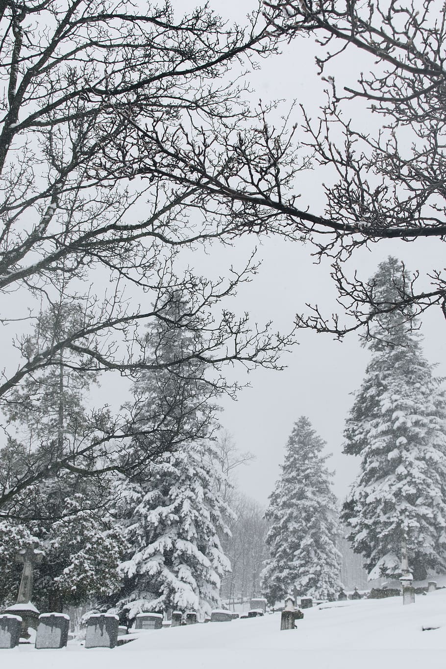 snow, trees, branches, winter, plant, cold temperature, nature HD wallpaper