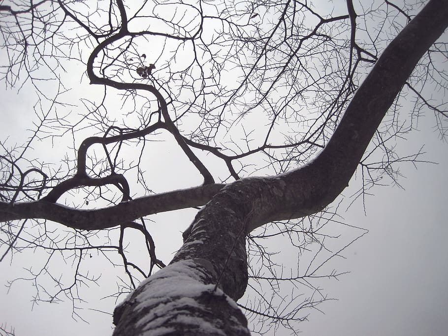 tree, winter, branch, bare tree, sky, low angle view, trunk HD wallpaper