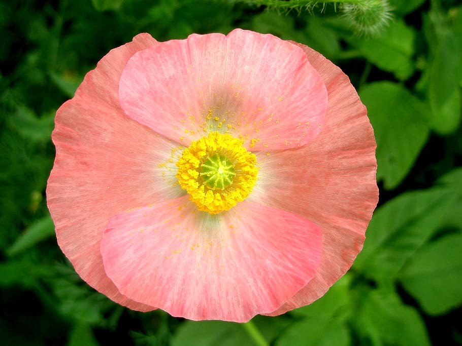 Pink Poppy, flower, pollen, flowering plant, freshness, beauty in nature, HD wallpaper