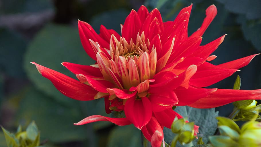 dahlia, red, bright, close up, background, composites, dahlia garden HD wallpaper