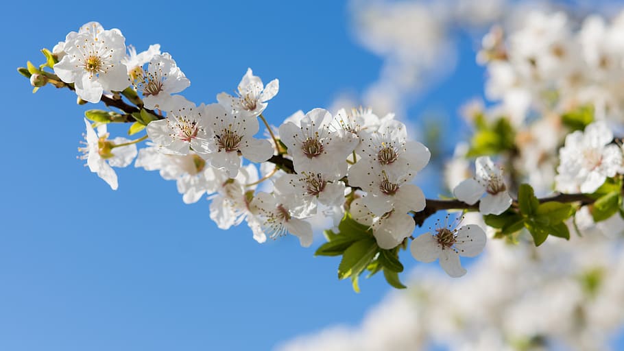 nature, flowers, cherry, spring, may, april, white, bloom, inflorescence HD wallpaper