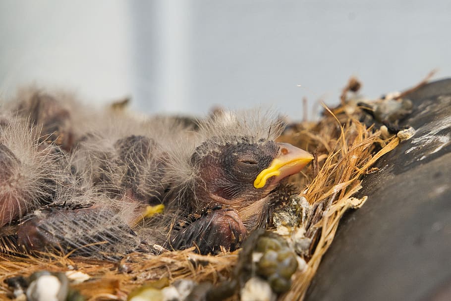 bird, young bird, young animal, animal themes, vertebrate, animal wildlife HD wallpaper