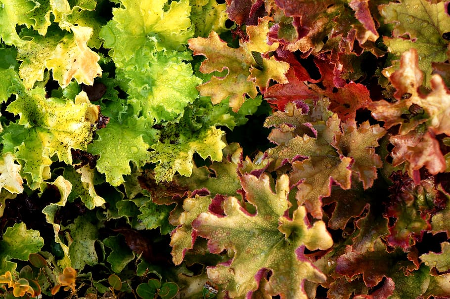 colors, full frame, backgrounds, no people, close-up, green color HD wallpaper