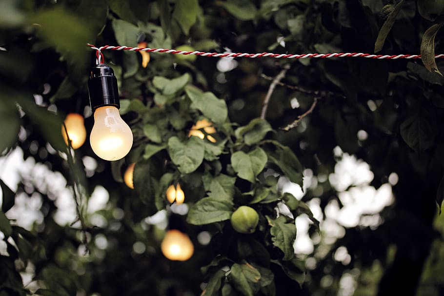White Light Bulb, apple tree, branch, color, evening, farm, fruit HD wallpaper