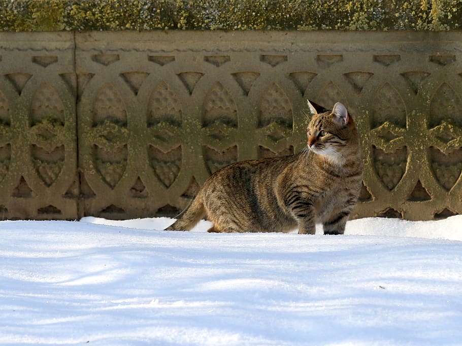 cat, snow, gray, hunting, pet, fur, mammal, pets, feline, animal HD wallpaper