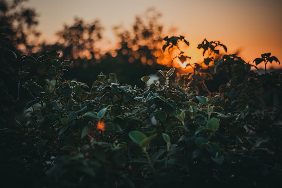 Green Leafed Plant, blur, color, darkness, dawn, environment HD wallpaper