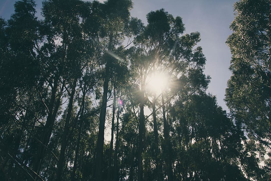 Low Angle Photography of Tall Trees, bright, environment, landscape HD wallpaper