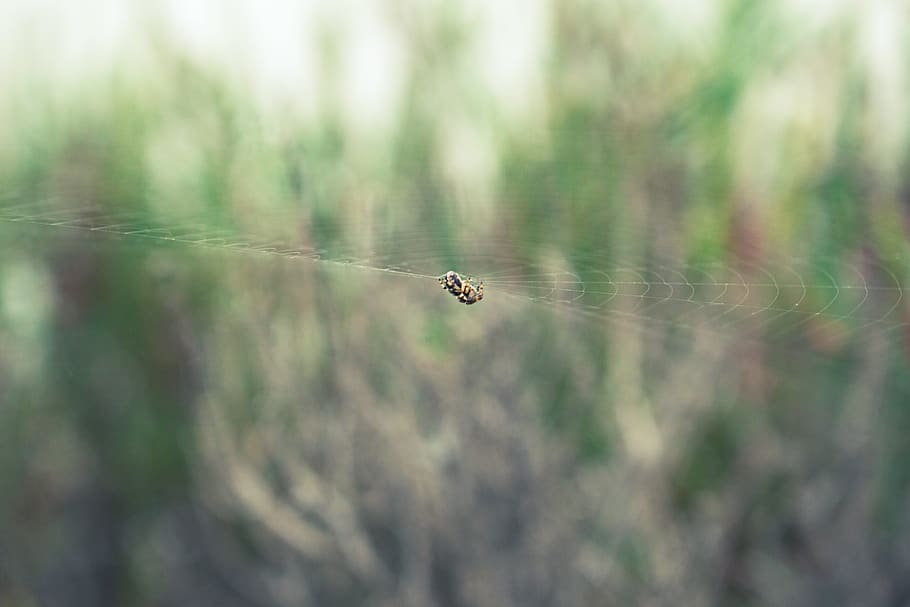 spider, spider web, colors, nature, macro, insect, animal themes HD wallpaper