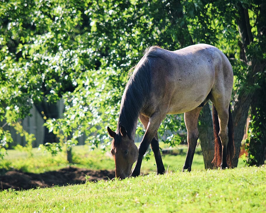 horse, farm, trees, mammal, plant, animal themes, animal wildlife HD wallpaper