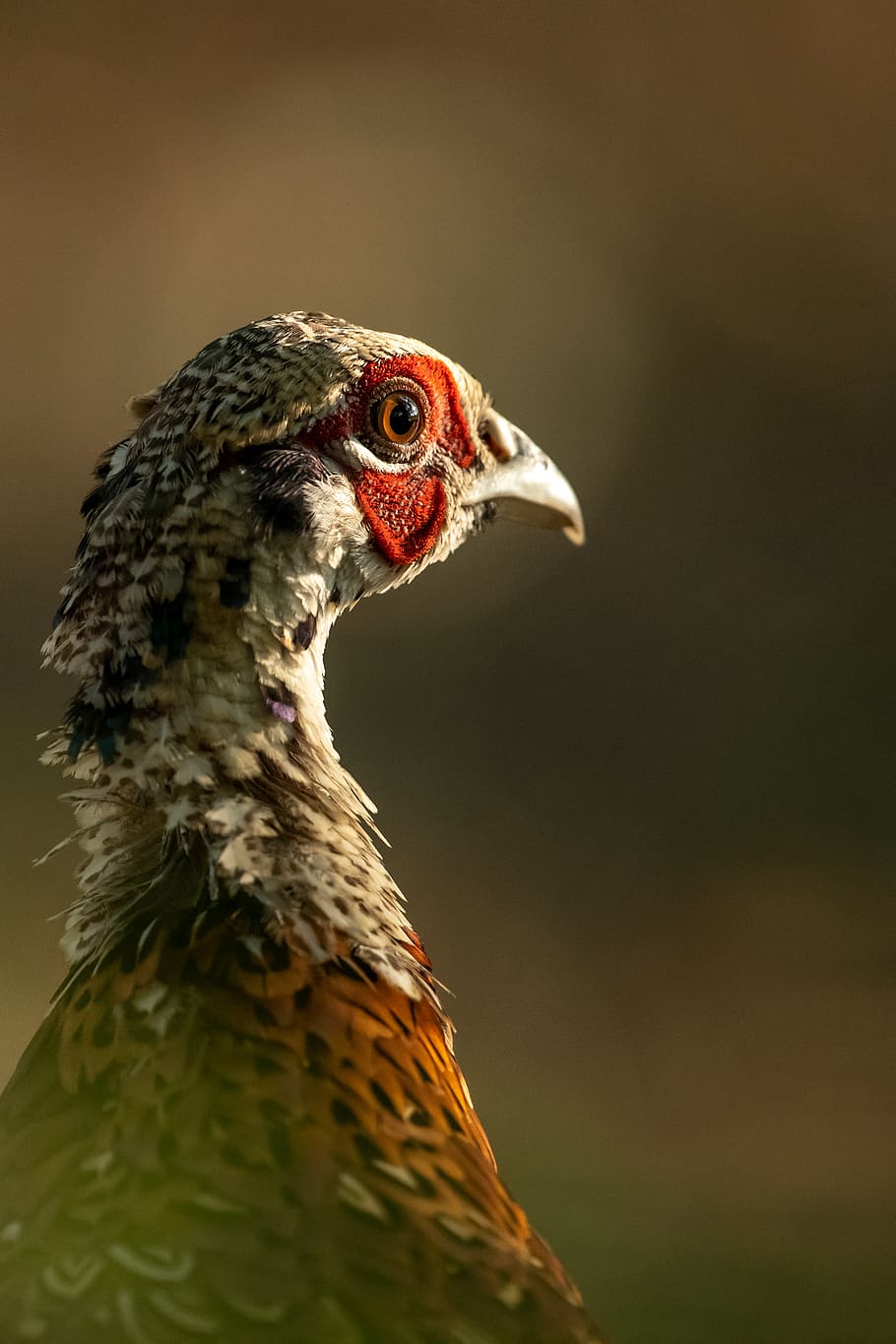 white and red chicken close-up photo, pheasant, bird, animal HD wallpaper