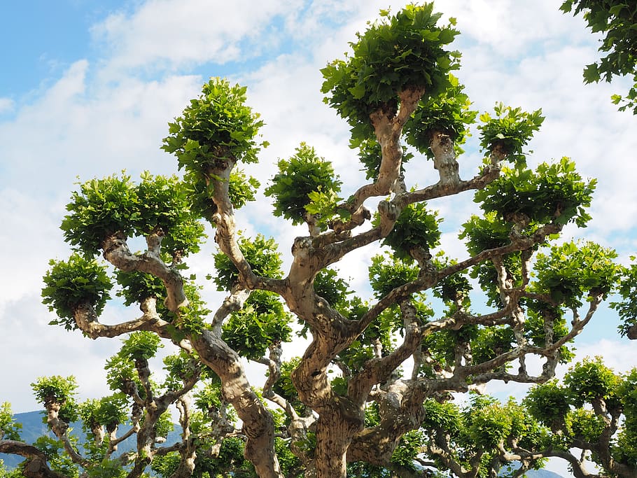sycamore, tree, branch, plant, sky, growth, no people, low angle view HD wallpaper