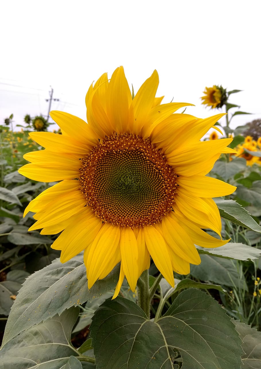 sunflower, plants, flowers, yellow, flowering plant, fragility HD wallpaper