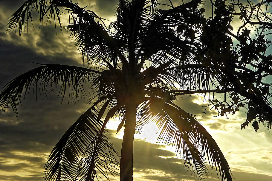 palm, sky, clouds, backlighting, caribbean, landscape, nature HD wallpaper
