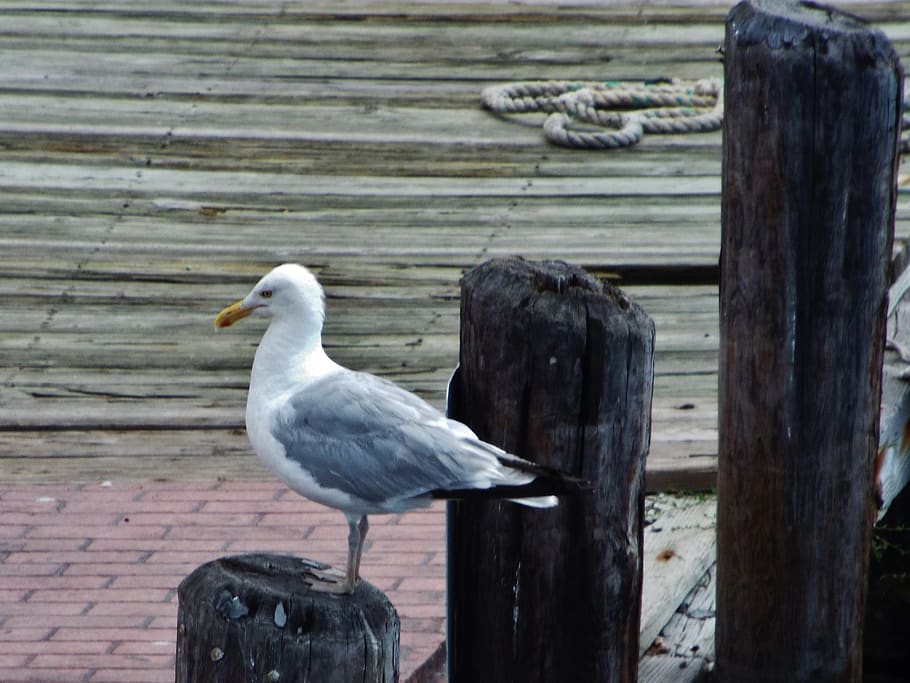 animal, bird, seagull, dock, animal wildlife, animals in the wild HD wallpaper