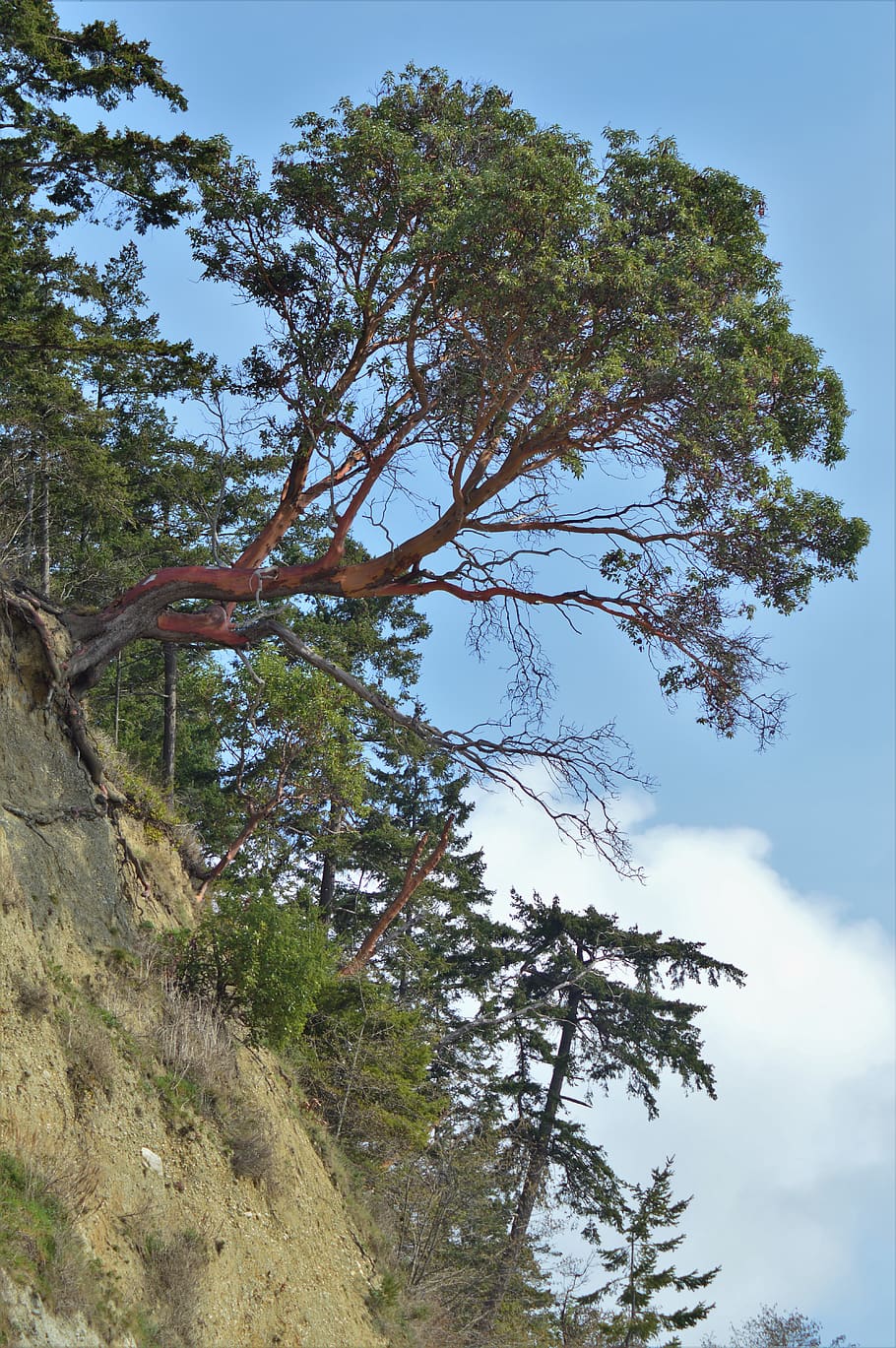tree, plant, tree trunk, nature, cliff, abies, fir, outdoors, HD wallpaper