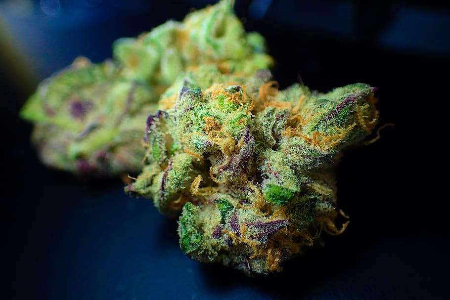 bud, cannabis, close up, dope, drug, flower, ganja, green, hemp, HD wallpaper