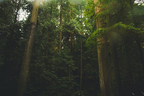 tall green trees, flora, plant, redwood, land, vegetation, outdoors HD wallpaper