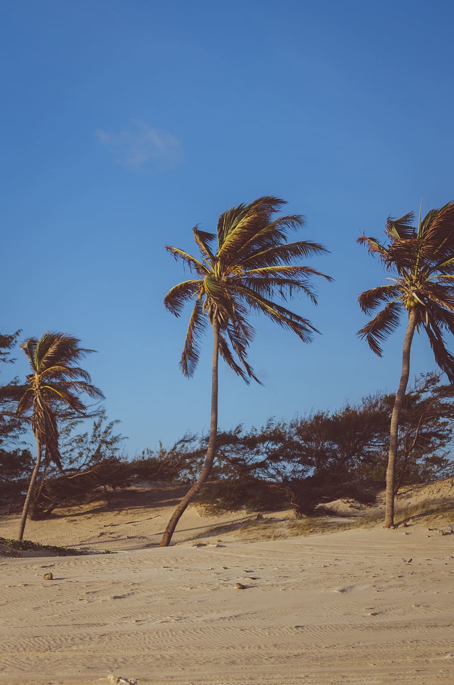 plam tree, swinging, wind, beach, travel, vacation, holiday HD wallpaper