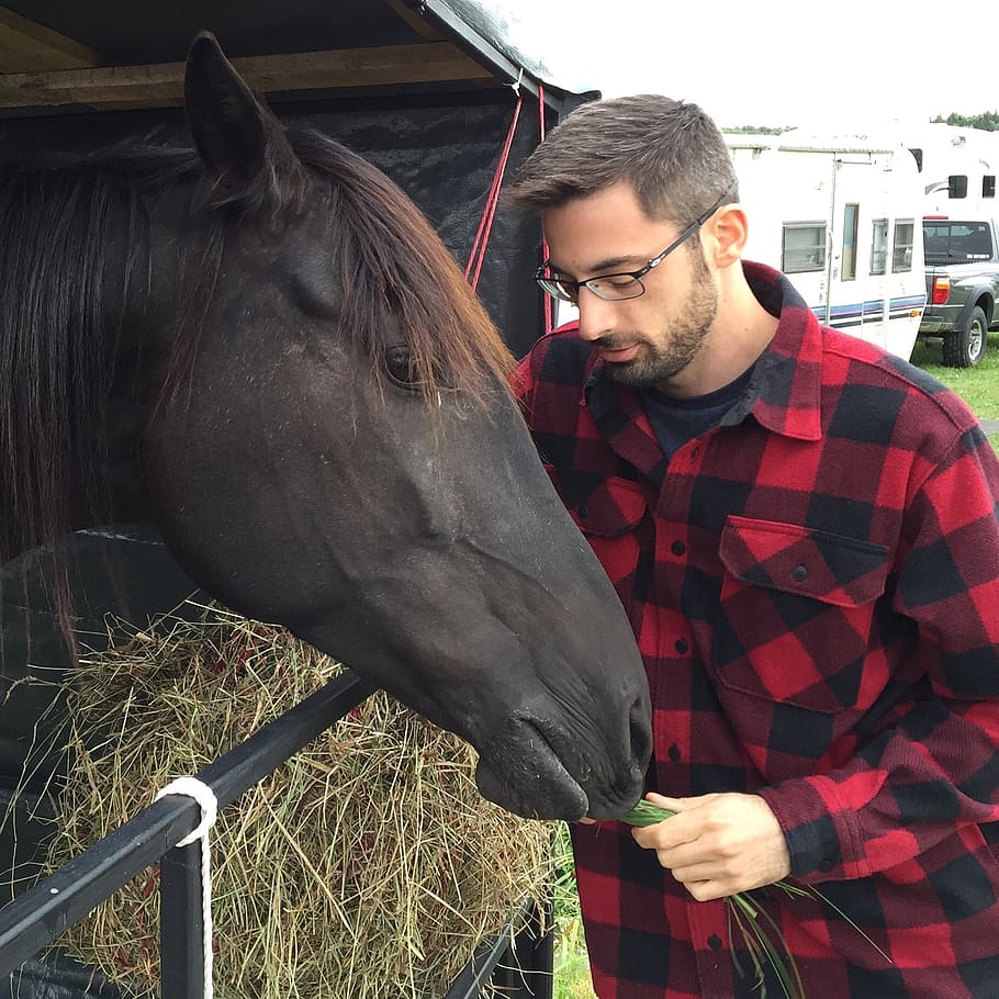 canada, st-tite, connection, man, horse, mammal, domestic animals HD wallpaper