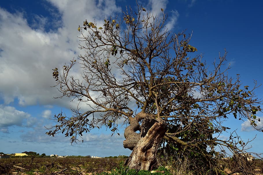tree, kahl, mulberry tree, old, gnarled, overgrown, landscape HD wallpaper