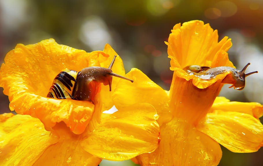 flower, flowering plant, beauty in nature, fragility, petal HD wallpaper