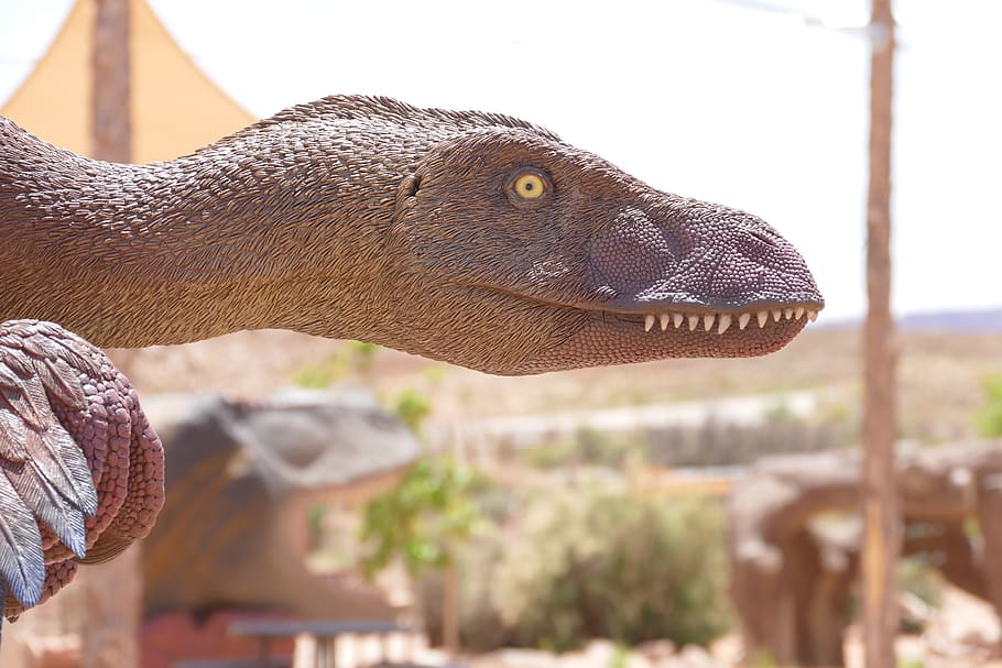 dinosaur, raptor, velociraptor, deinonychus, fossil, cretaceous, HD wallpaper