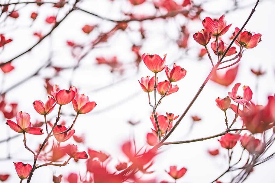 red petaled flowers, plant, flowering plant, beauty in nature HD wallpaper